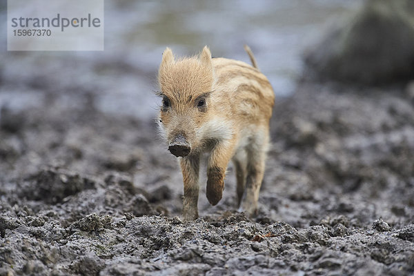 Wildschwein  Sus scrofa  Wildpark Schwarze Berge  Niedersachsen  Deutschland  Europa