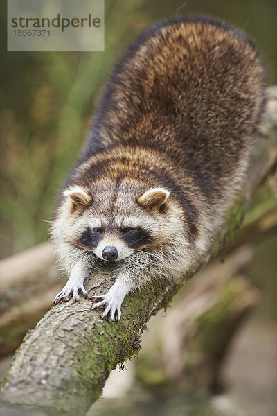 Waschbär  Procyon lotor  Wildpark Schwarze Berge  Niedersachsen  Deutschland  Europa