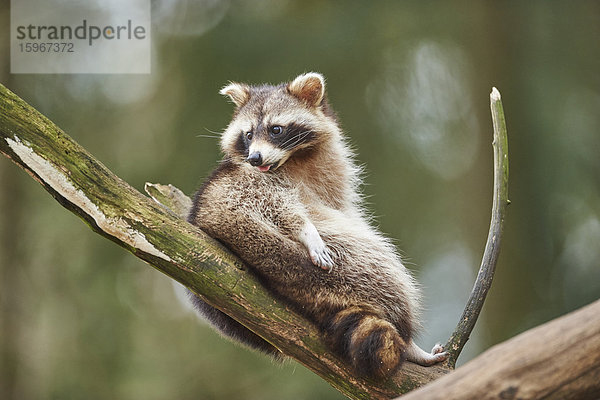 Waschbär  Procyon lotor  Wildpark Schwarze Berge  Niedersachsen  Deutschland  Europa