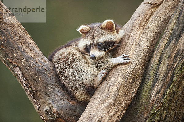 Waschbär  Procyon lotor  Wildpark Schwarze Berge  Niedersachsen  Deutschland  Europa