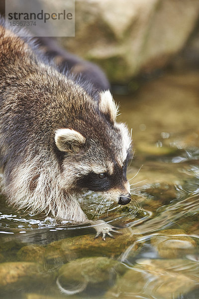 Waschbär  Procyon lotor  Wildpark Schwarze Berge  Niedersachsen  Deutschland  Europa