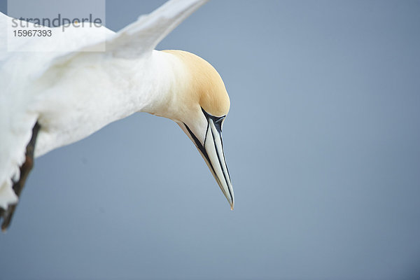 Basstölpel  Morus bassanus  Helgoland  Nordfriesische Inseln  Deutschland  Europa