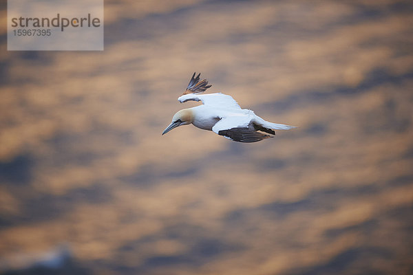 Basstölpel  Morus bassanus  Helgoland  Nordfriesische Inseln  Deutschland  Europa