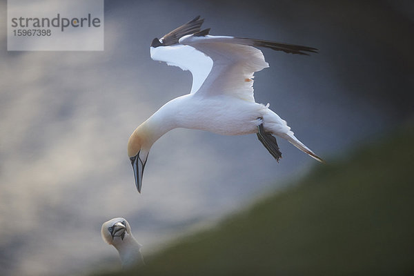 Basstölpel  Morus bassanus  Helgoland  Nordfriesische Inseln  Deutschland  Europa