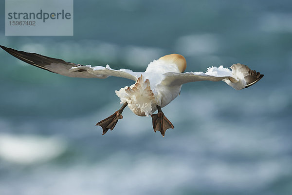 Basstölpel  Morus bassanus  Helgoland  Nordfriesische Inseln  Deutschland  Europa