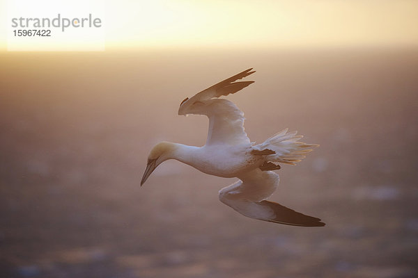 Basstölpel  Morus bassanus  Helgoland  Nordfriesische Inseln  Deutschland  Europa