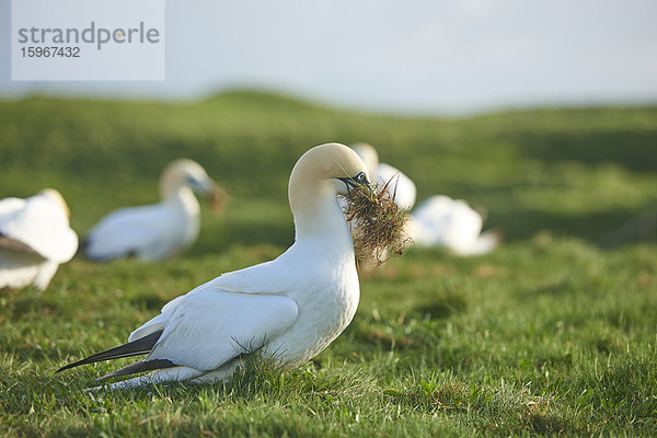 Basstölpel  Morus bassanus  Helgoland  Nordfriesische Inseln  Deutschland  Europa