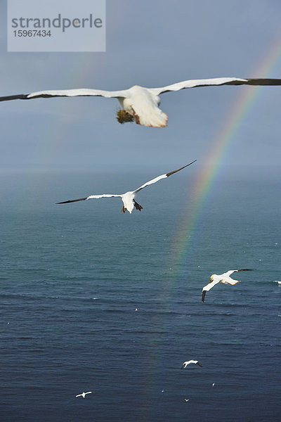 Basstölpel  Morus bassanus  Helgoland  Nordfriesische Inseln  Deutschland  Europa