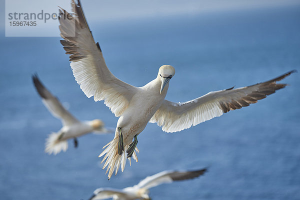 Basstölpel  Morus bassanus  Helgoland  Nordfriesische Inseln  Deutschland  Europa