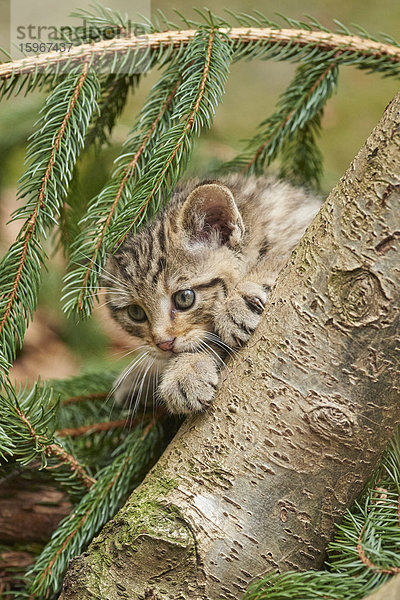 Wildkatze  Felis silvestris  Bayerischer Wald  Bayern  Deutschland  Europa