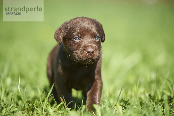 Labradorwelpe  Bayern  Deutschland  Europa