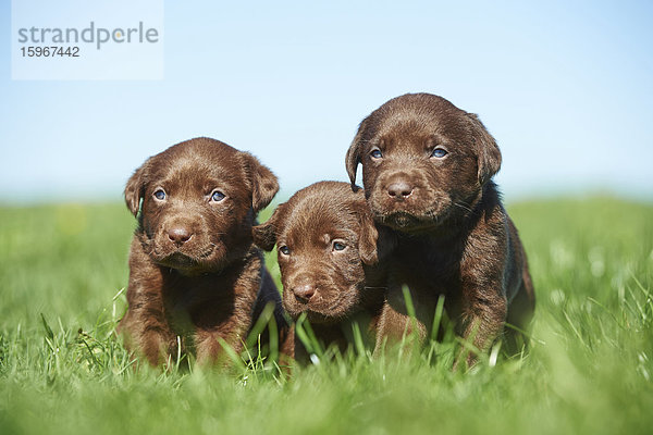 Drei Labradorwelpen  Bayern  Deutschland  Europa