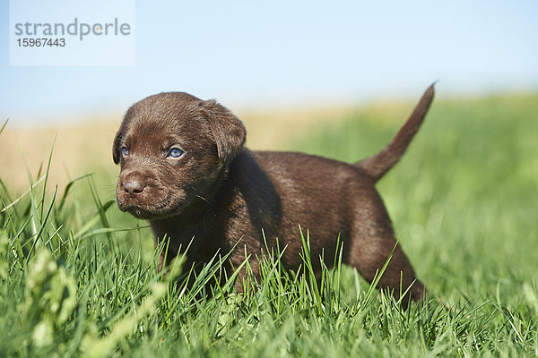 Labradorwelpe  Bayern  Deutschland  Europa