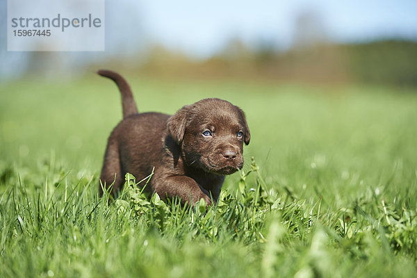 Labradorwelpe  Bayern  Deutschland  Europa