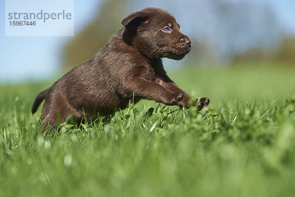 Labradorwelpe  Bayern  Deutschland  Europa