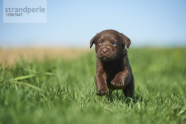 Labradorwelpe  Bayern  Deutschland  Europa