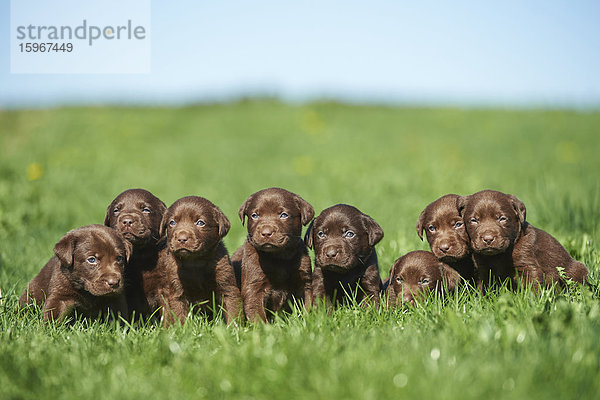 Sieben Labradorwelpen  Bayern  Deutschland  Europa