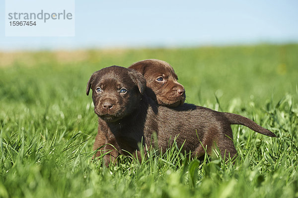 Zwei Labradorwelpen  Bayern  Deutschland  Europa