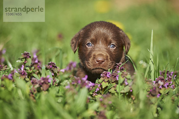 Labradorwelpe  Bayern  Deutschland  Europa