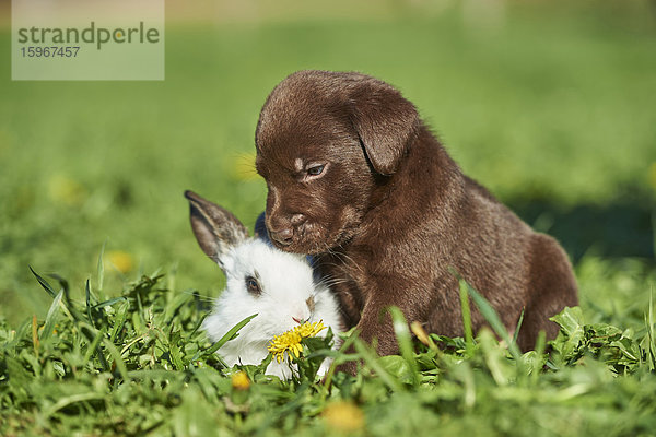 Labradorwelpe und Kaninchen  Bayern  Deutschland  Europa