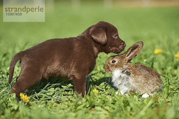 Labradorwelpe und Kaninchen  Bayern  Deutschland  Europa