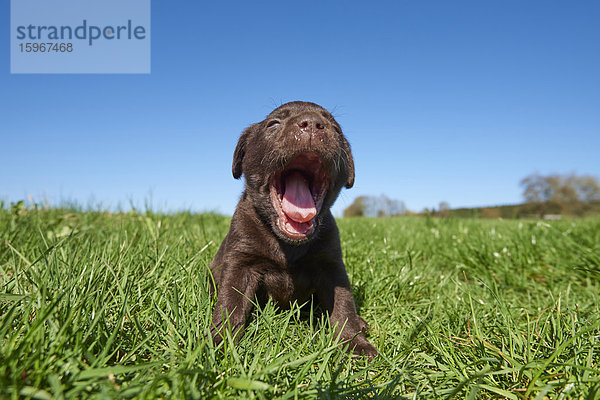 Labradorwelpe  Bayern  Deutschland  Europa