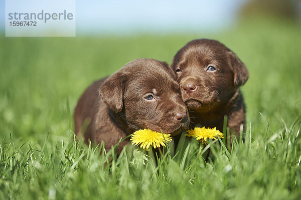 Zwei Labradorwelpen  Bayern  Deutschland  Europa