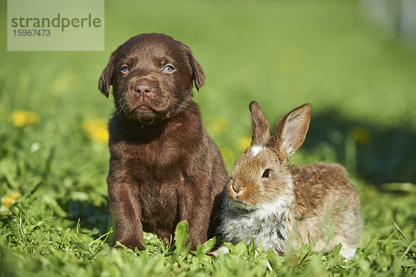 Labradorwelpe und Kaninchen  Bayern  Deutschland  Europa