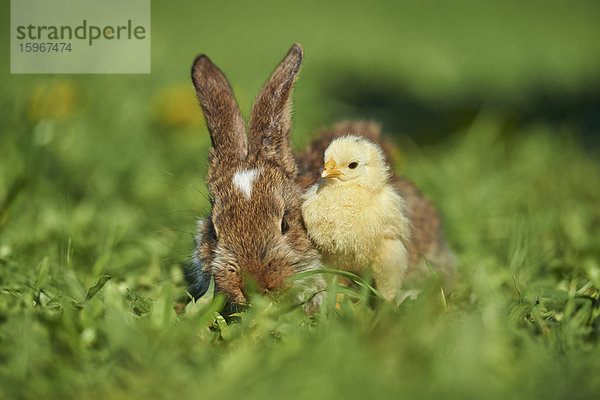 Kaninchen und Küken  Bayern  Deutschland  Europa