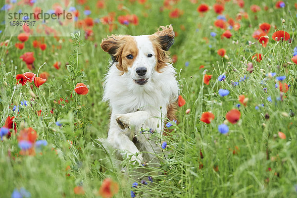 Kooikerhondje auf einer Wiese  Bayern  Deutschland  Europa