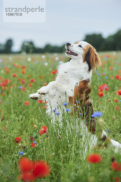 Kooikerhondje auf einer Wiese  Bayern  Deutschland  Europa