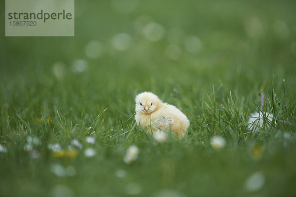 Hühnerküken  Gallus gallus domesticus  auf einer Wiese  Bayern  Deutschland  Europa