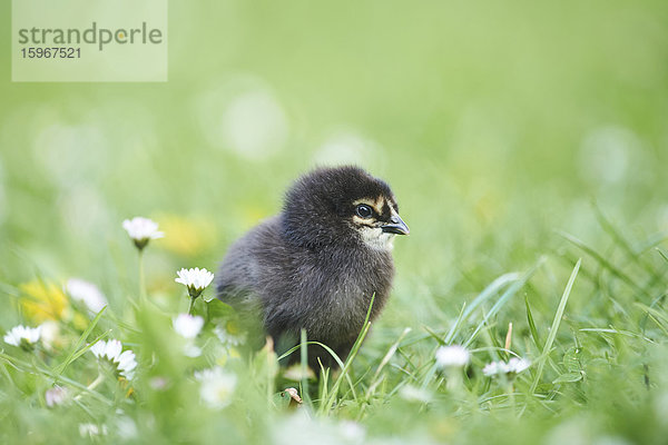 Hühnerküken  Gallus gallus domesticus  auf einer Wiese  Bayern  Deutschland  Europa