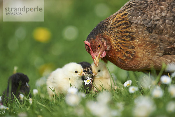 Huhn  Gallus gallus domesticus  und Küken auf einer Wiese  Bayern  Deutschland  Europa