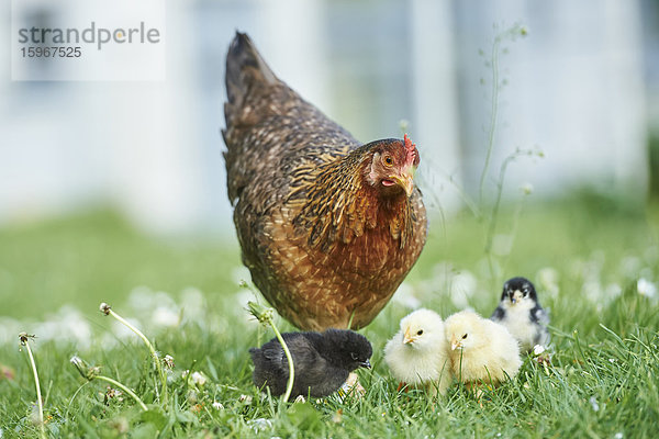 Huhn  Gallus gallus domesticus  und Küken auf einer Wiese  Bayern  Deutschland  Europa