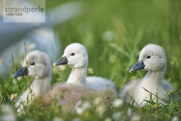 Küken des Höckerschwans  Cygnus olor  Bayern  Deutschland  Europa