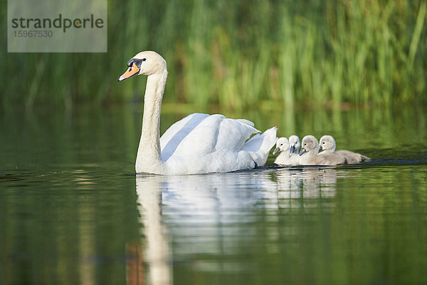 Höckerschwan  Cygnus olor  und Küken  Bayern  Deutschland  Europa