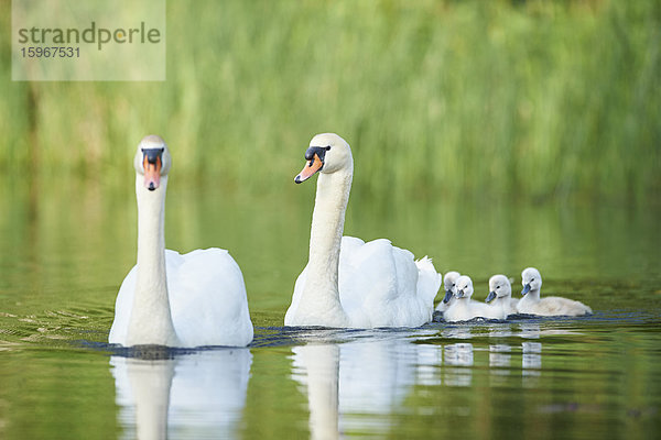 Höckerschwan  Cygnus olor  und Küken  Bayern  Deutschland  Europa