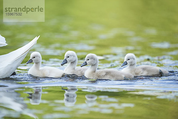 Höckerschwan  Cygnus olor  und Küken  Bayern  Deutschland  Europa