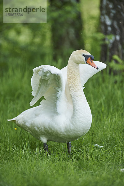 Höckerschwan  Cygnus olor  Bayern  Deutschland  Europa