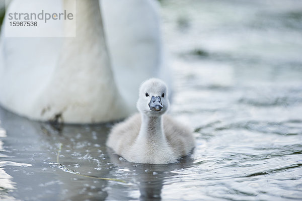 Höckerschwan  Cygnus olor  und Küken  Bayern  Deutschland  Europa