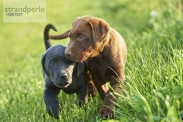 Zwei Labradorwelpen auf einer Wiese  Bayern  Deutschland  Europa