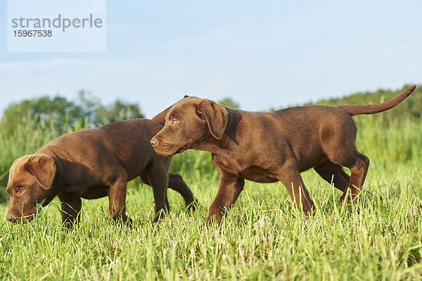 Zwei Labradorwelpen auf einer Wiese  Bayern  Deutschland  Europa