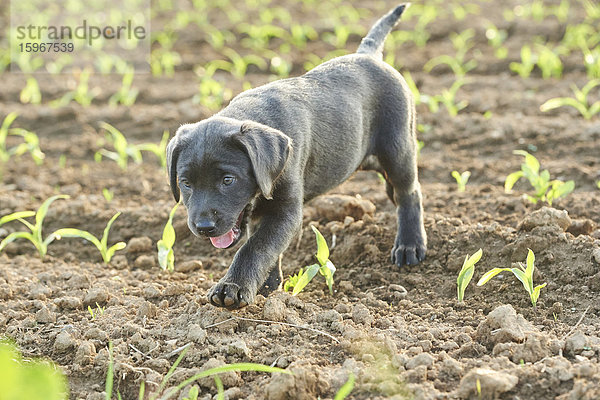 Labrador und Welpe auf einer Wiese  Bayern  Deutschland  Europa