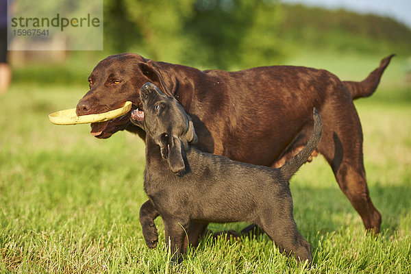 Labrador und Welpe auf einer Wiese  Bayern  Deutschland  Europa