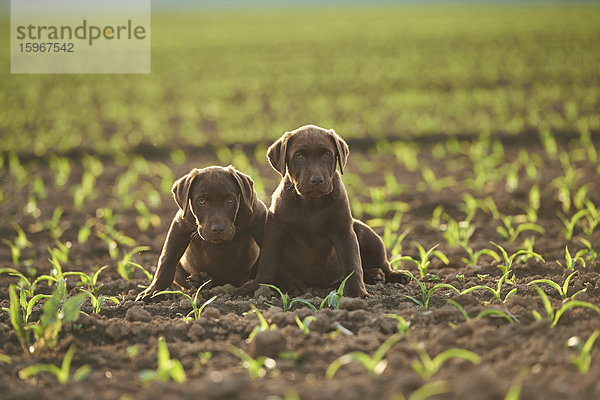 Drei Labradorwelpen auf einer Wiese  Bayern  Deutschland  Europa