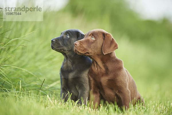 Zwei Labradorwelpen auf einer Wiese  Bayern  Deutschland  Europa