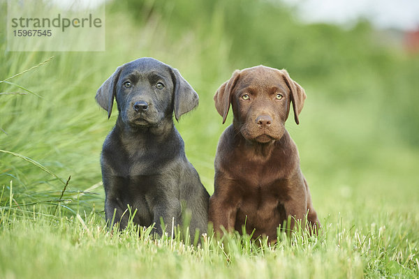 Zwei Labradorwelpen auf einer Wiese  Bayern  Deutschland  Europa