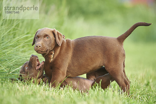 Zwei Labradorwelpen auf einer Wiese  Bayern  Deutschland  Europa