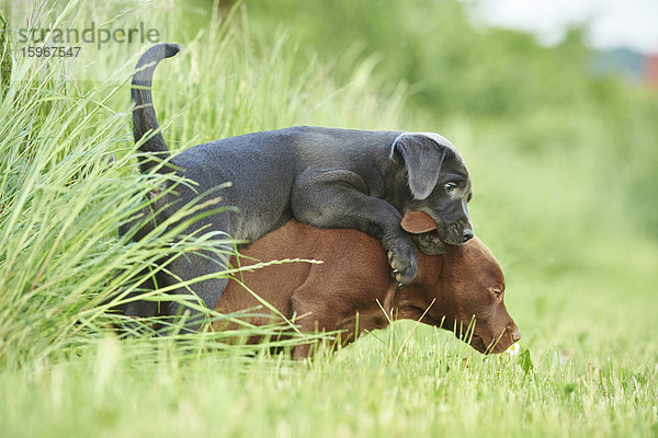 Zwei Labradorwelpen auf einer Wiese  Bayern  Deutschland  Europa